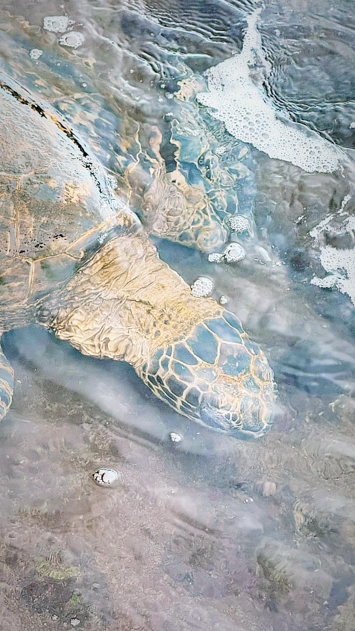 Sea turtle at the lava rocks