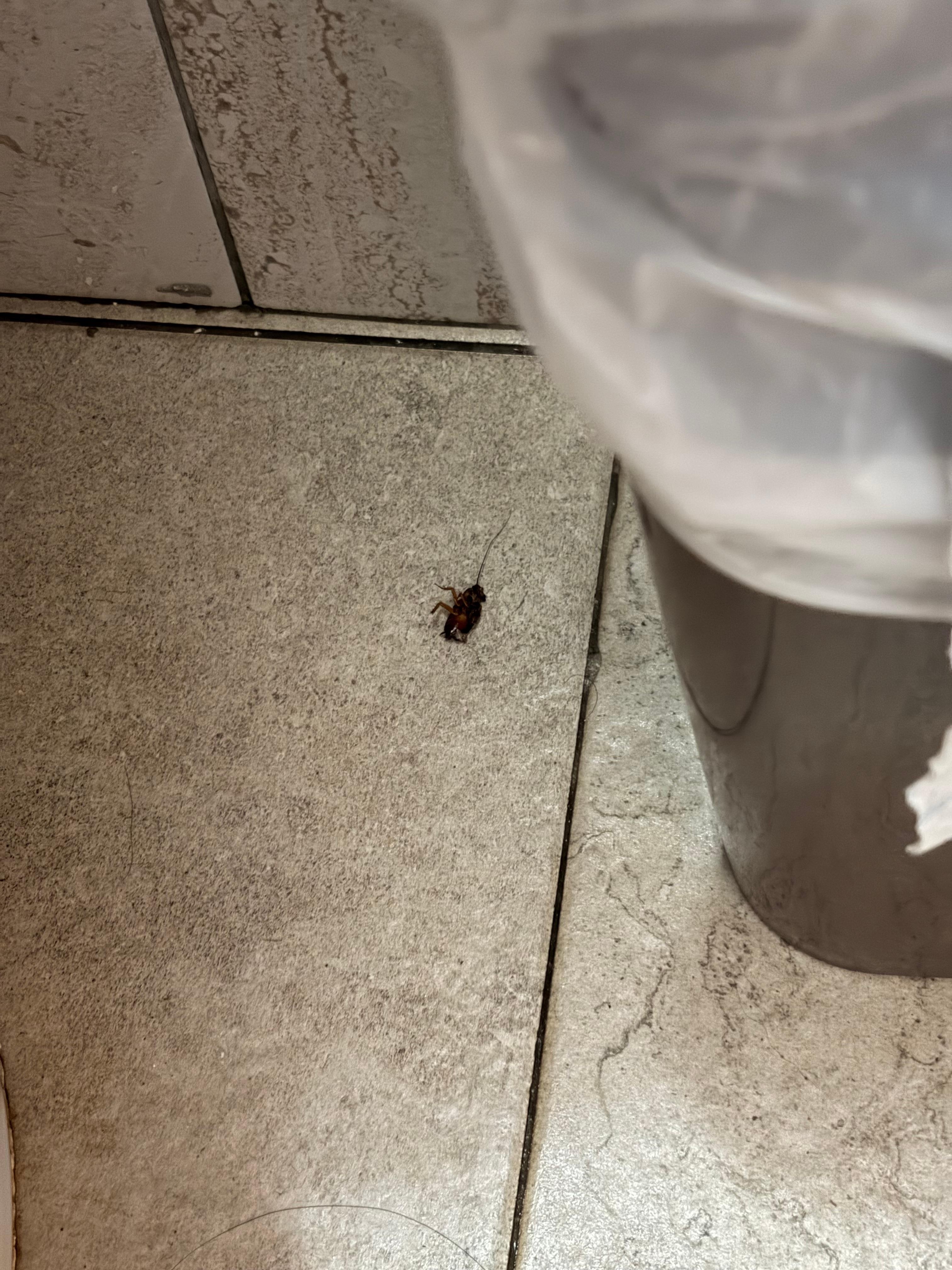 Cucaracha en el baño 