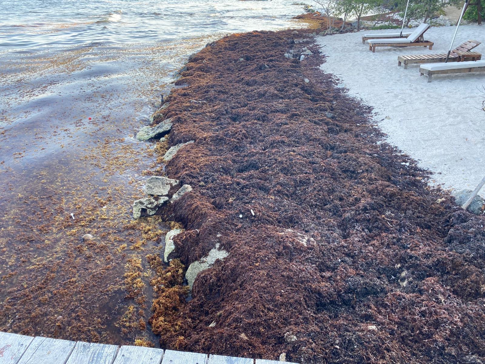 Seaweed