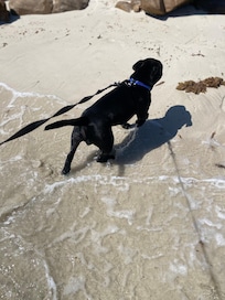 Finn loved his stay , first time on a beach