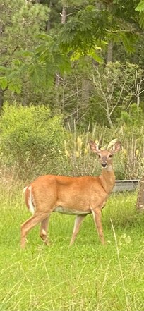 Greeter each evening.