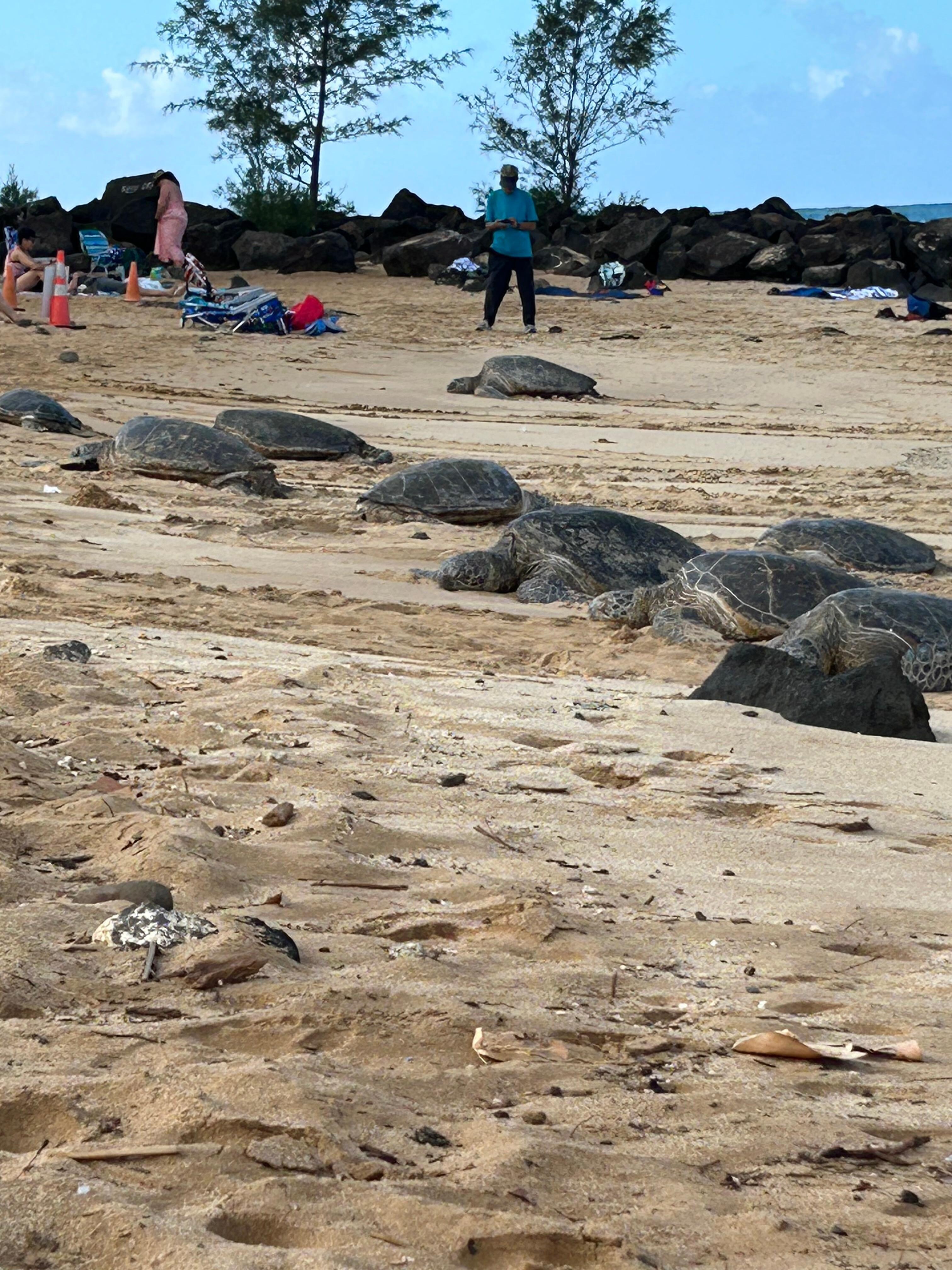 Honu at Poipu Beach