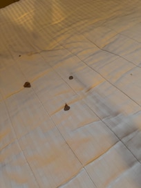 Blood stains on the master bed mattress.