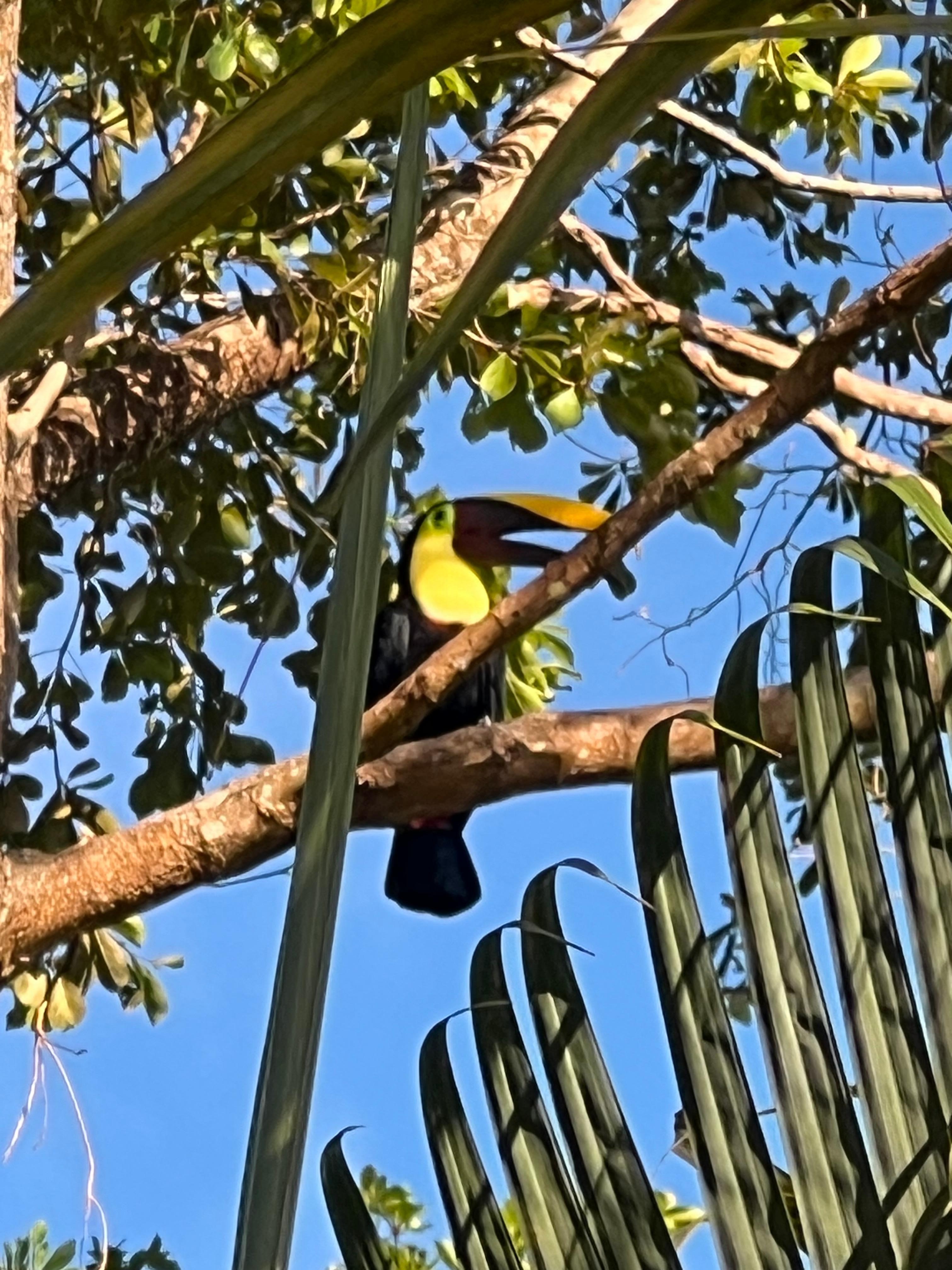 Loved the toucan visitors every morning and afternoon. Heard howler monkeys in the hills. 