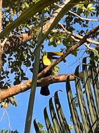 Loved the toucan visitors every morning and afternoon. Heard howler monkeys in the hills.