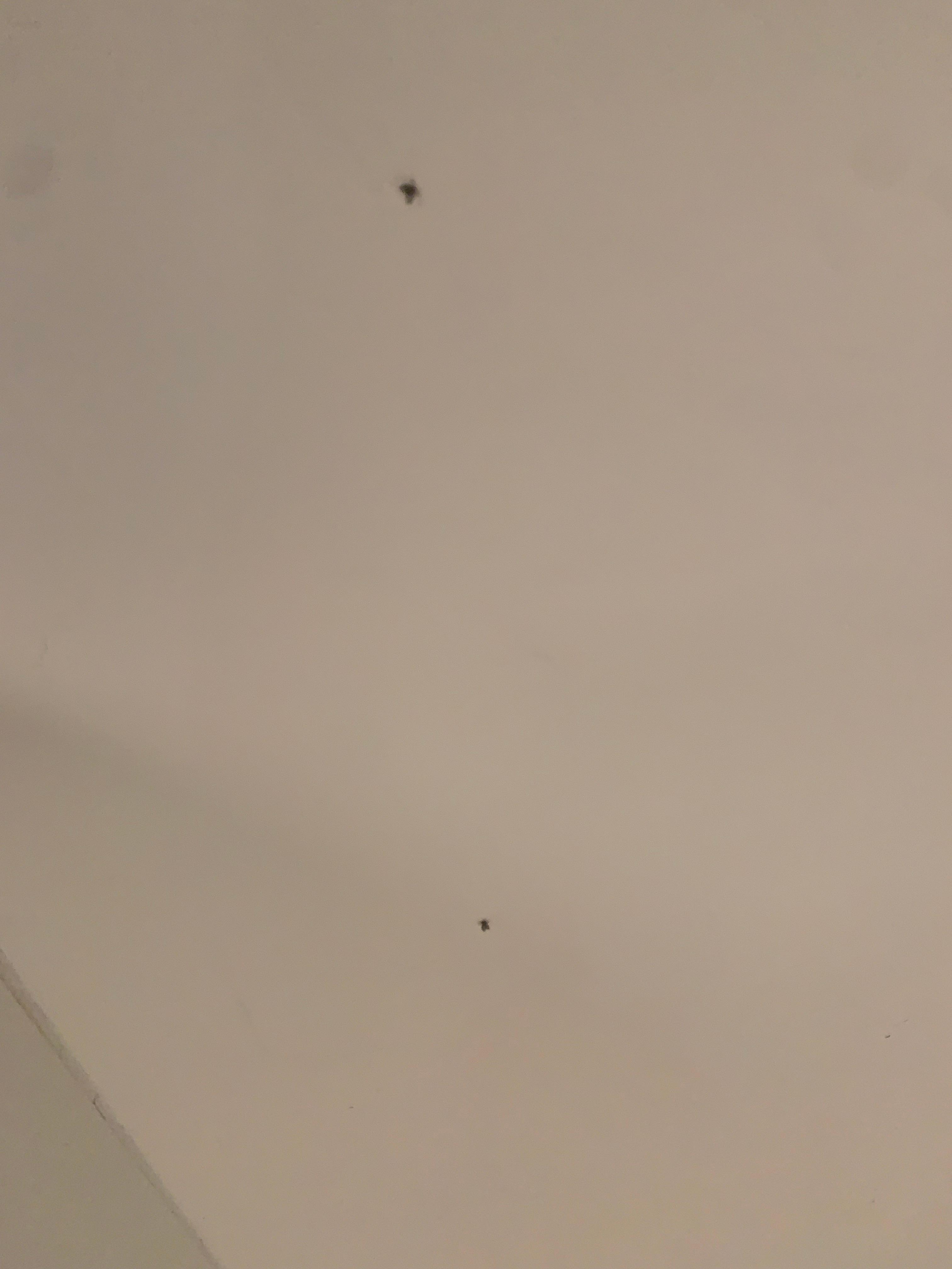 Flies in shower.
