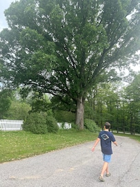 OLD oak (witness) tree