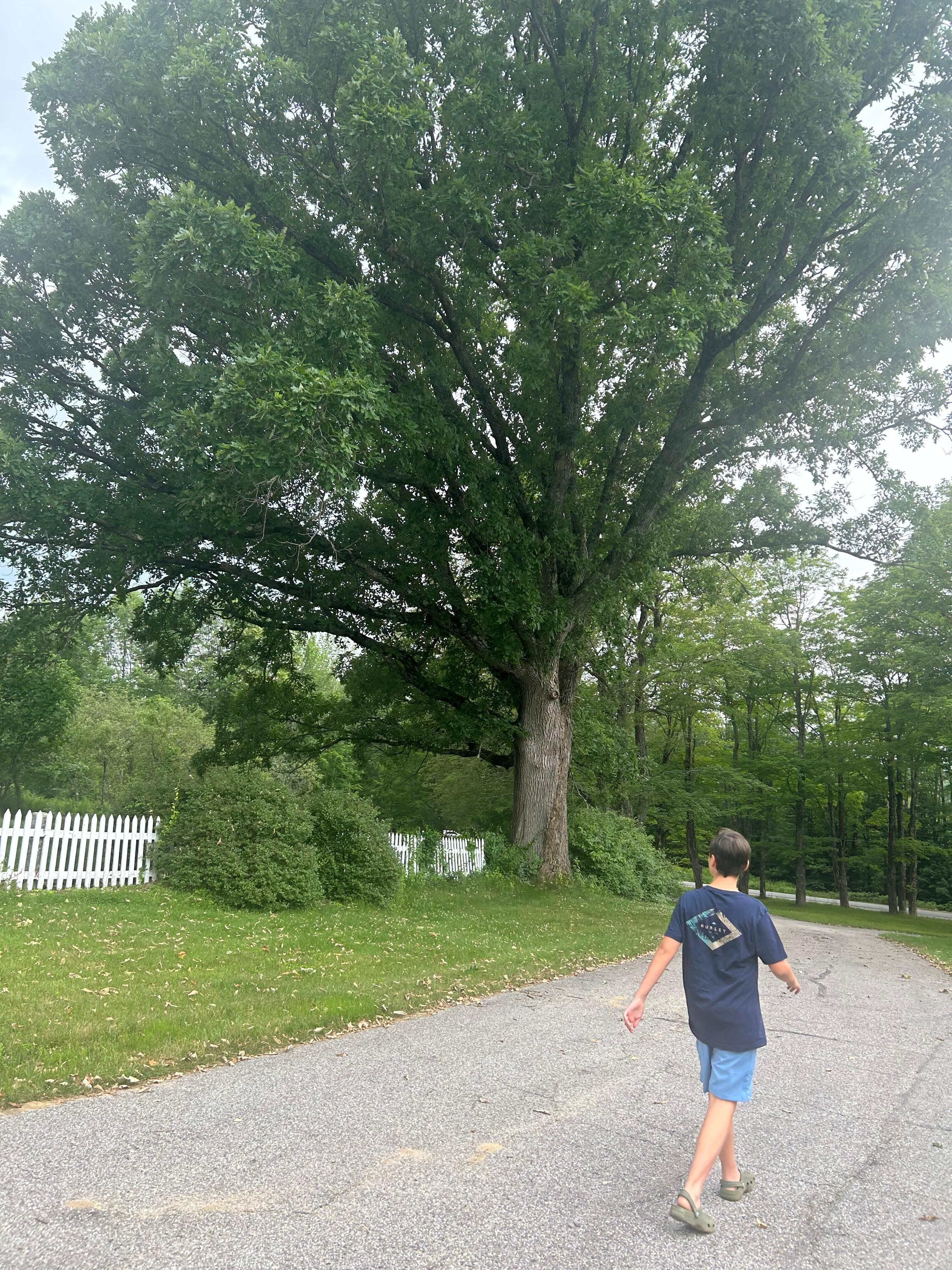 OLD oak (witness) tree