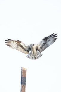Osprey landing near it's nest. There are 3 pairs and 3 nexts of Osprey on the property. Pete & Carol are part of Osprey conservation program, and help band the birds. They have put up so many nests for Osprey, bluebirds, swallows on their property.