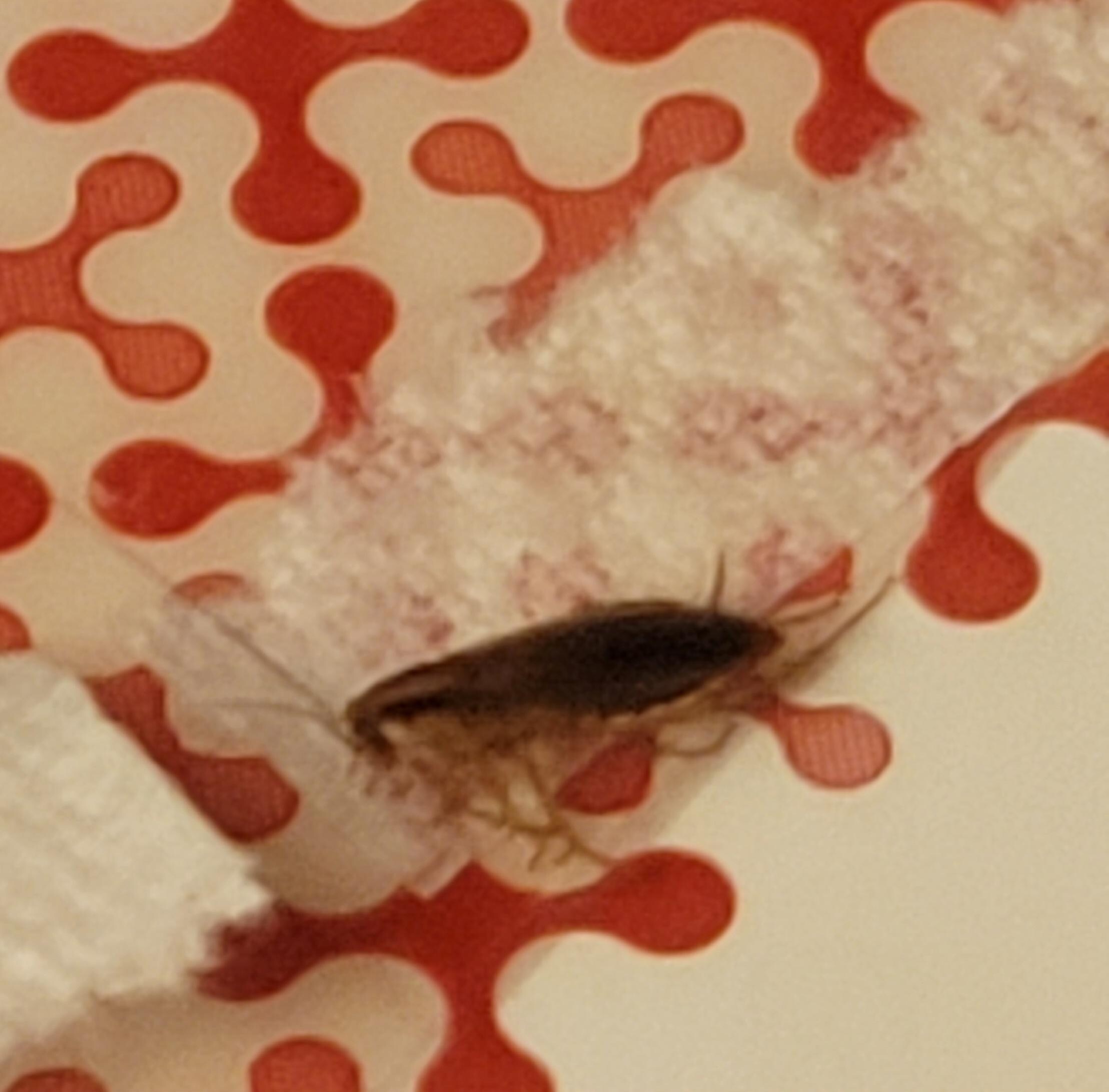 Different variety or adult?