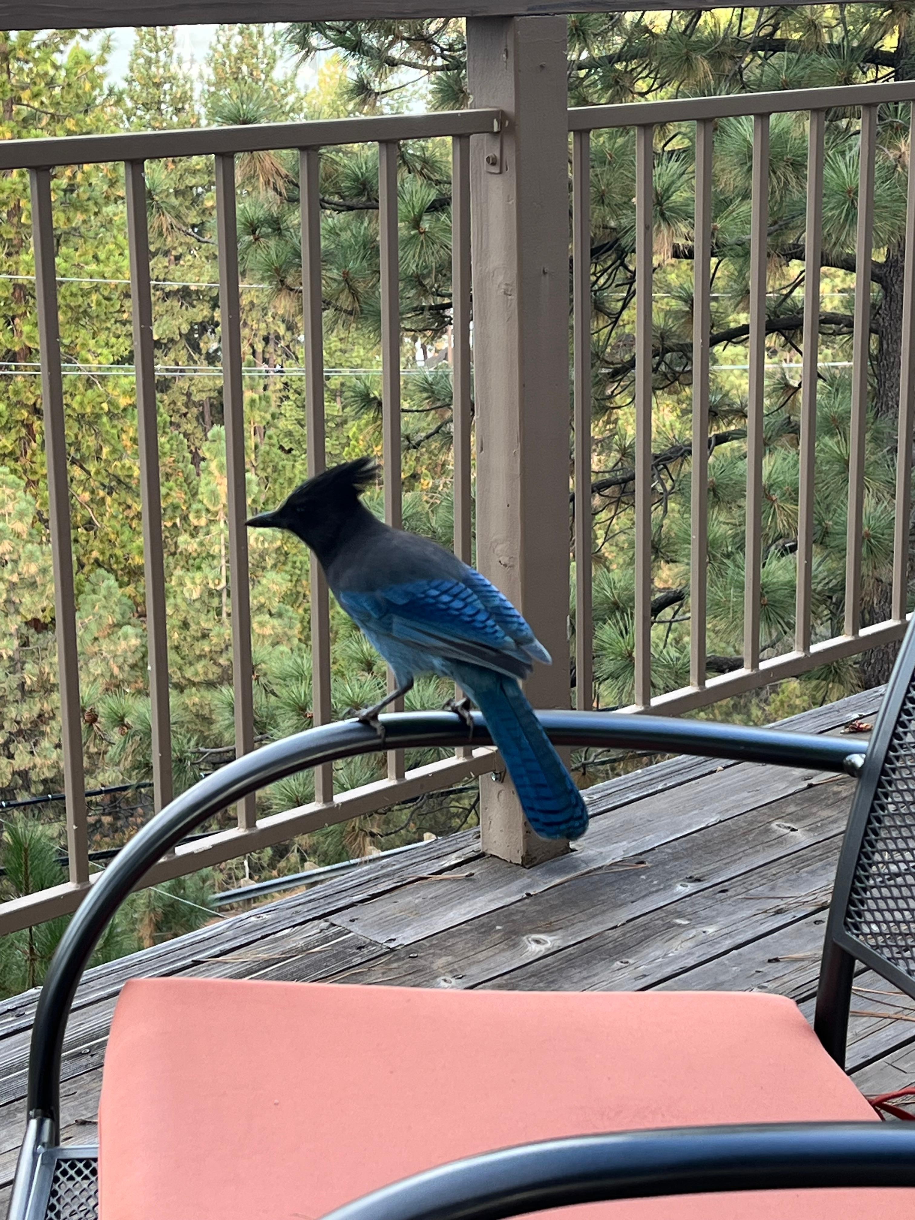 Stellar's Jays become very friendly. So much fun to feed them peanuts (which Ginger graciously provides!)