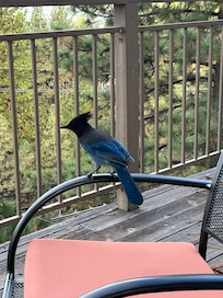Stellar's Jays become very friendly. So much fun to feed them peanuts (which Ginger graciously provides!)