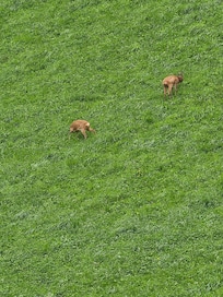 Die Rehe hinterm Haus