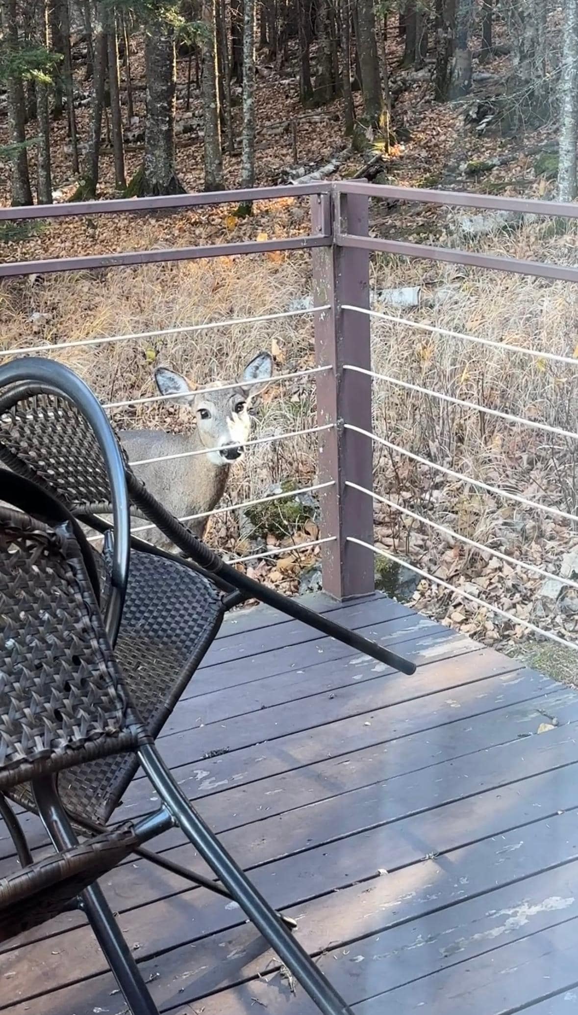Peaceful morning coffee spot
Enjoyed our coffee while watching deer walk right past the sliding glass door — absolute magic!