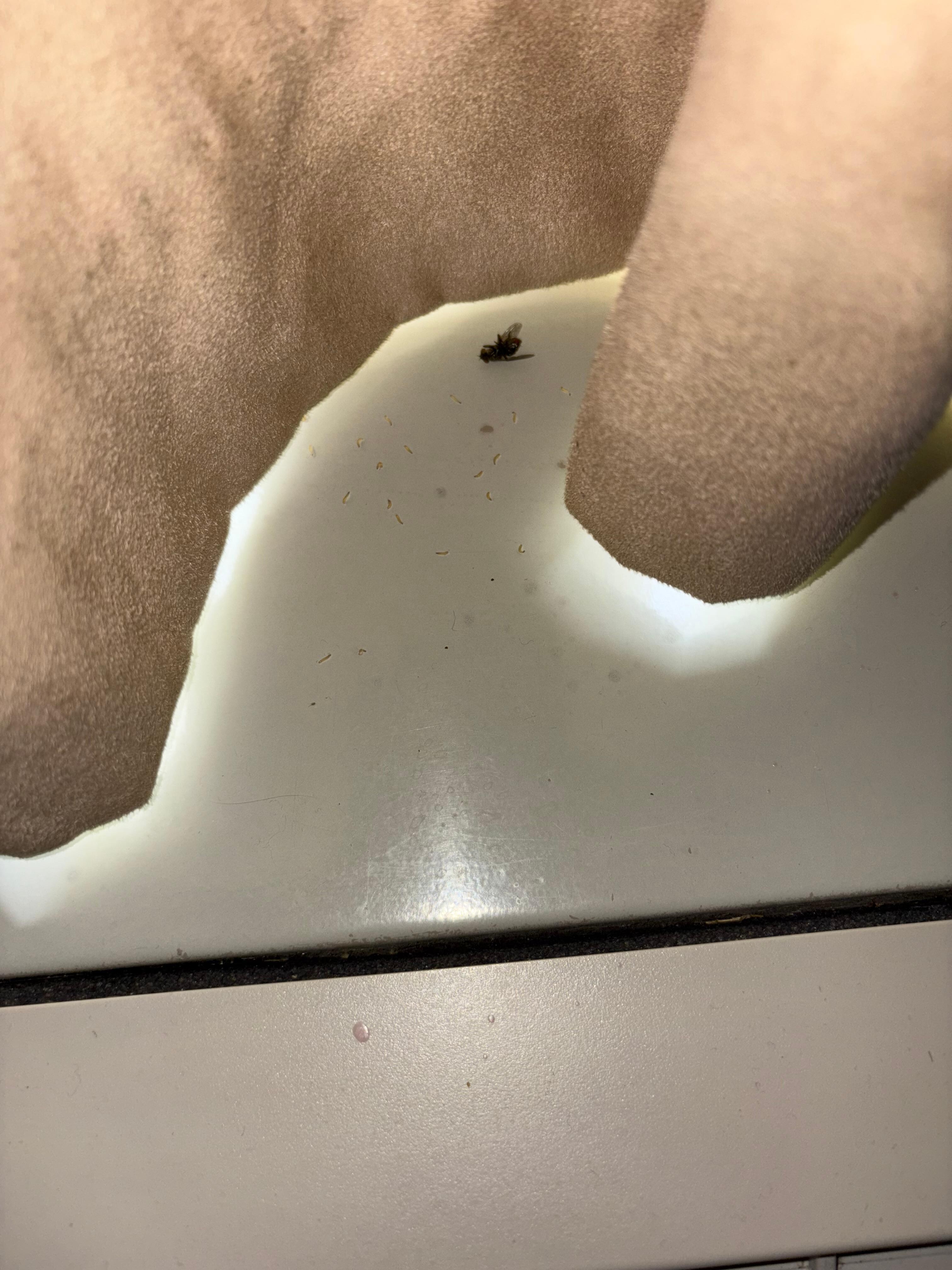 Maggots in the window!!!