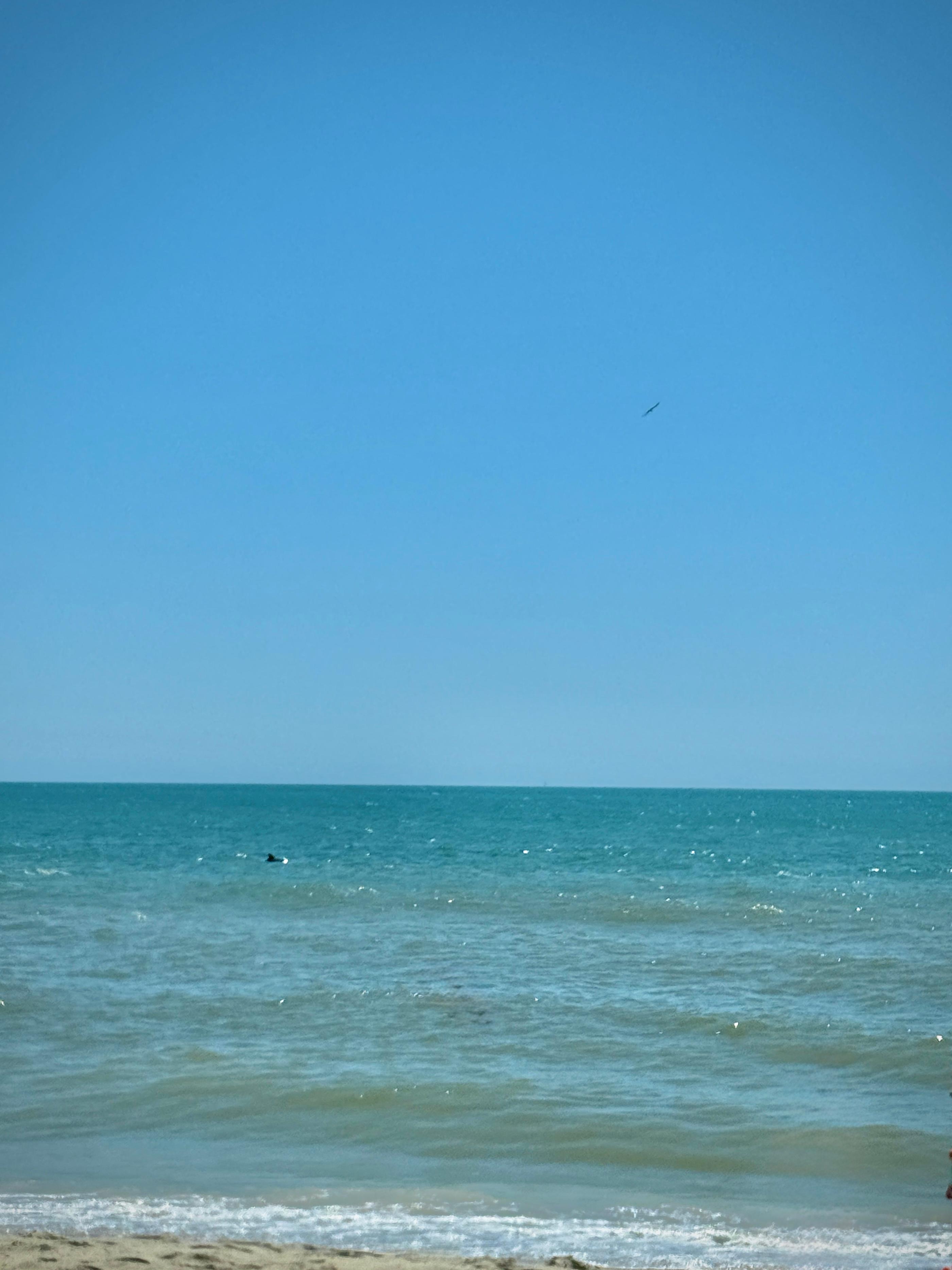 Dolphins we were blessed to see