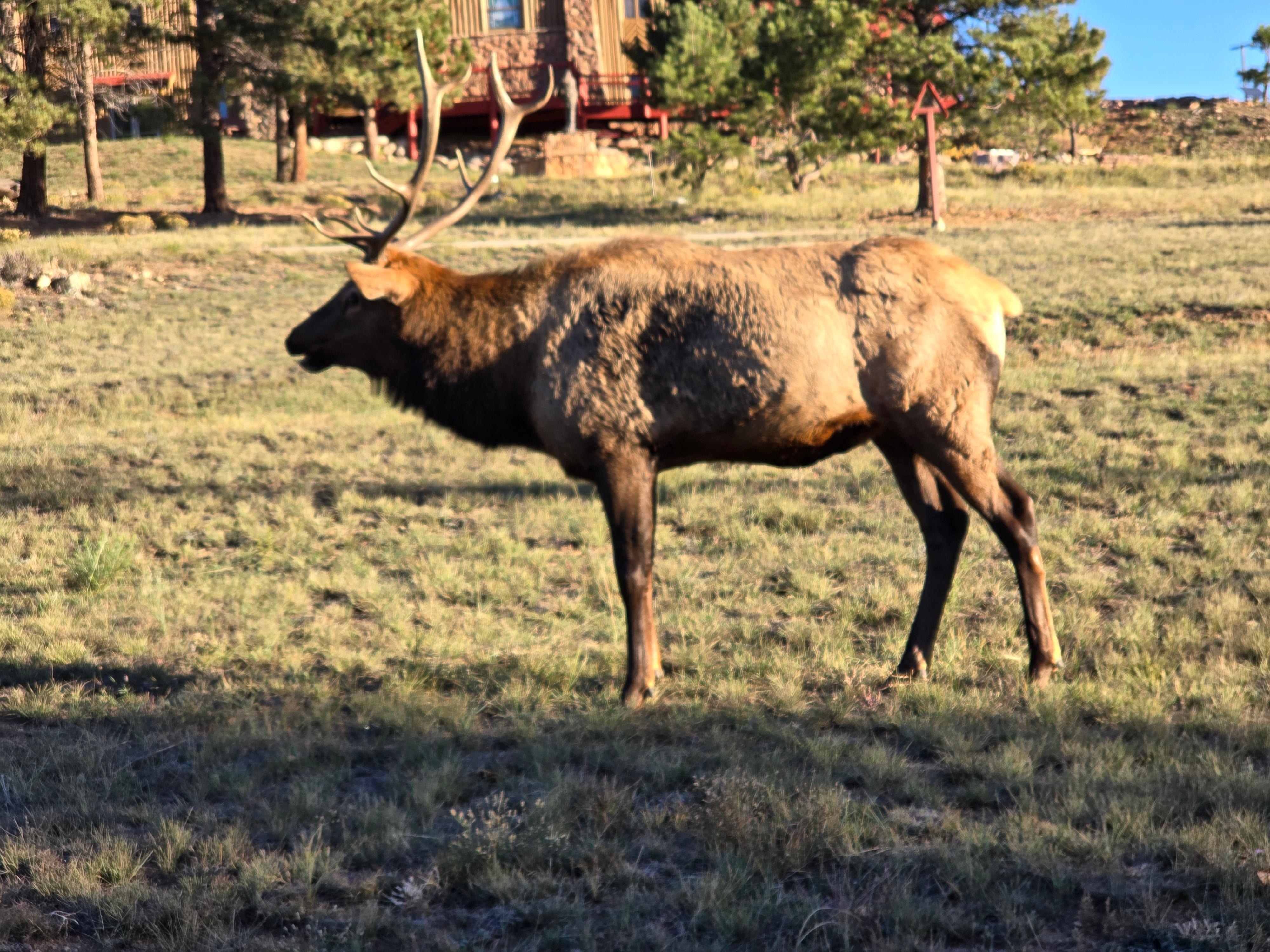 Elk