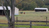 Pasture view