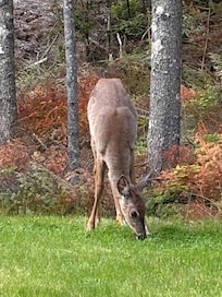 Deer right outside the front window!