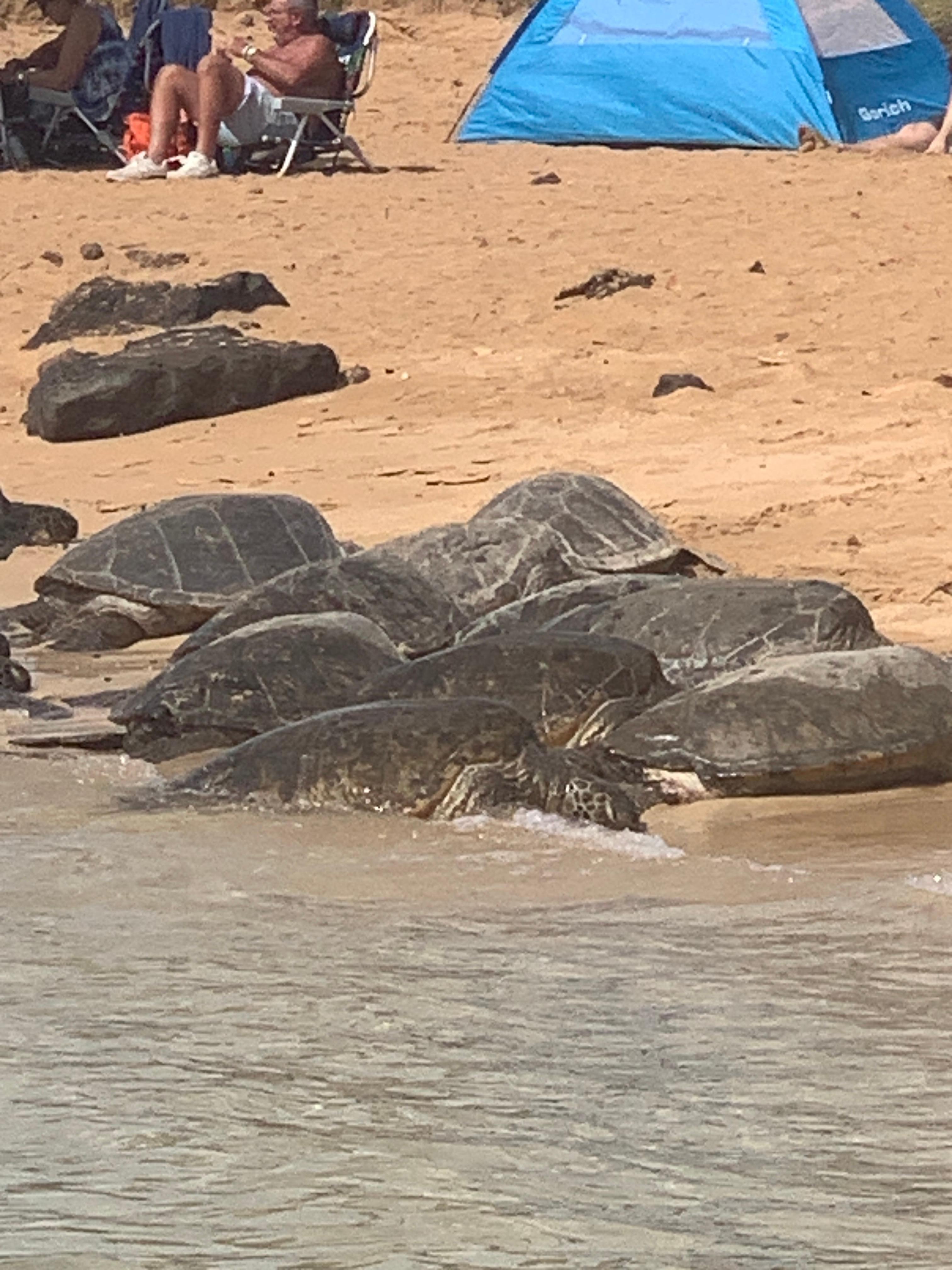 Turtles within 3 min walking distance 