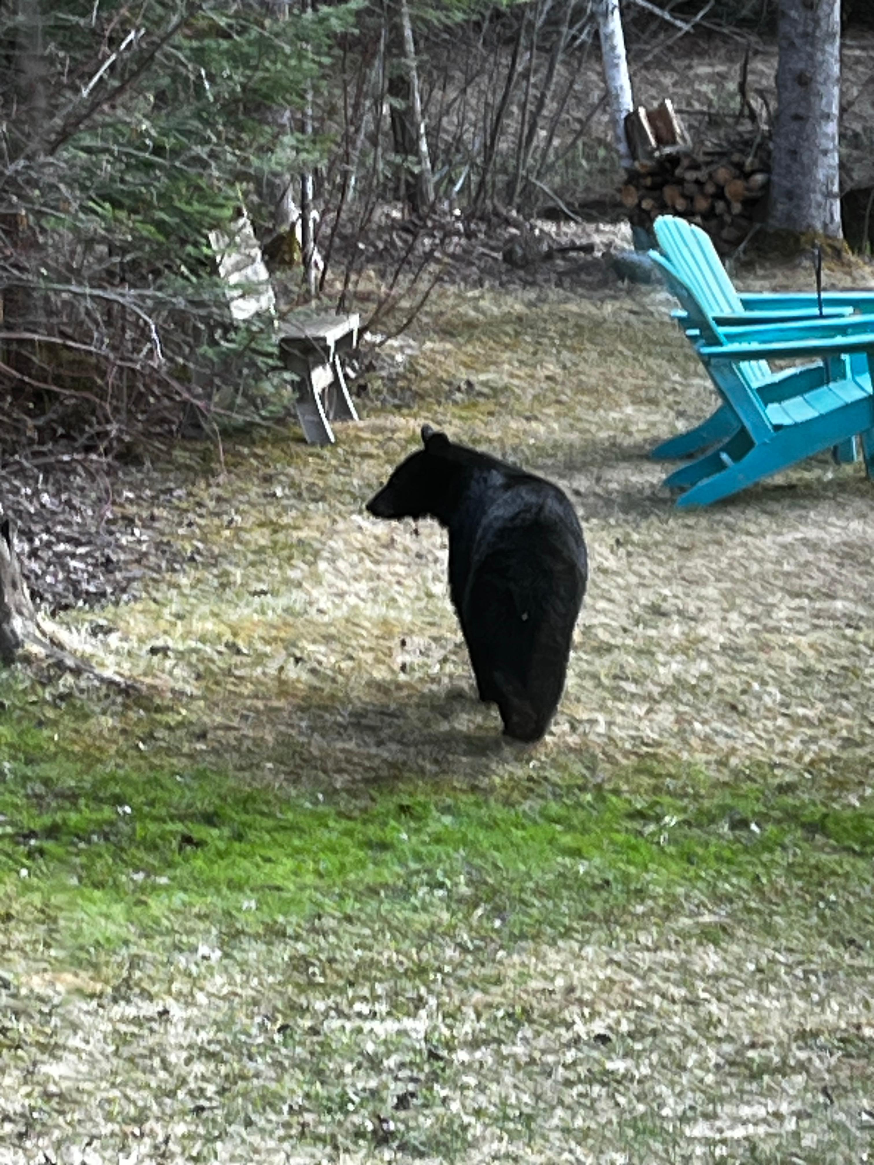 Black bear out our window. Windows do not have curtains, so the beauty of the outdoors is available from all angles.