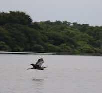 A Giant Heron glided over Lake Fork