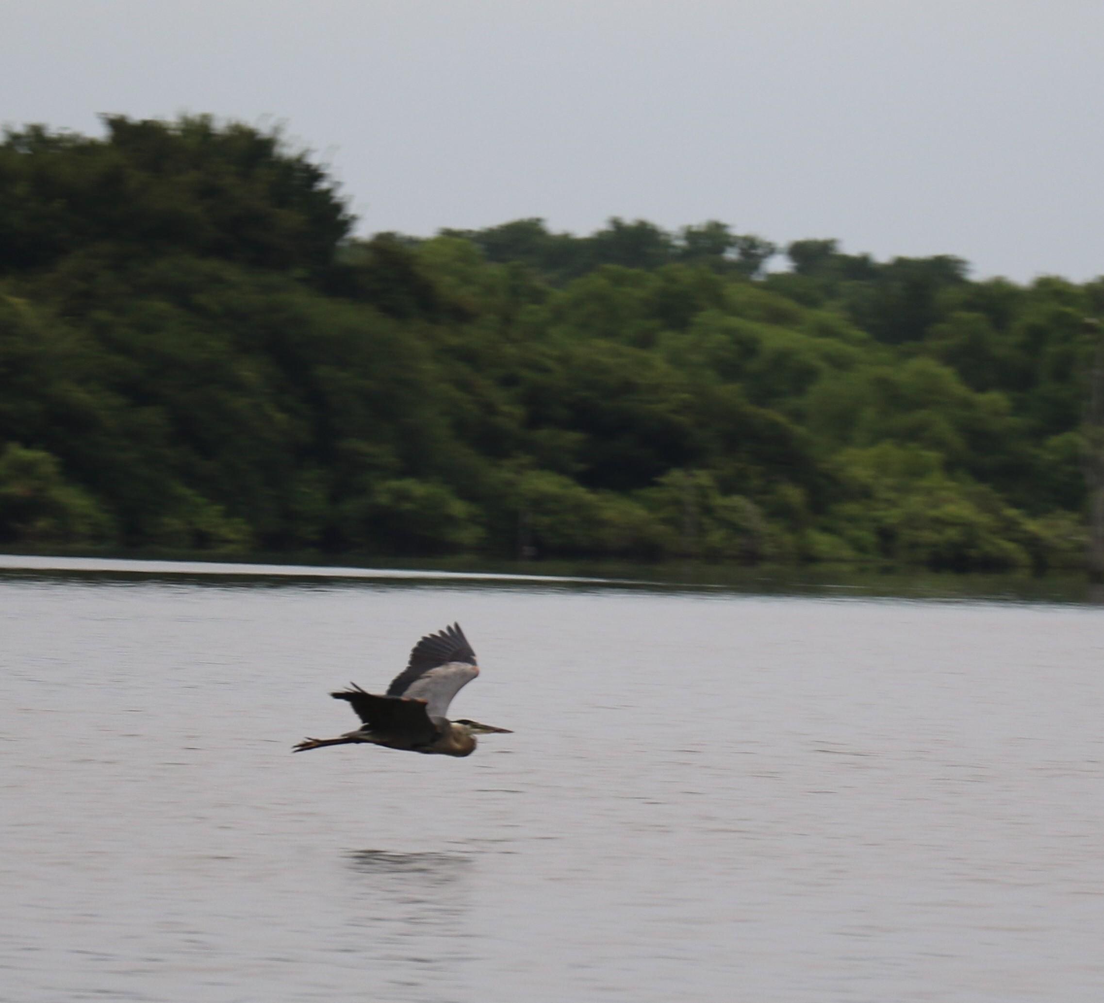 A Giant Heron glided over Lake Fork