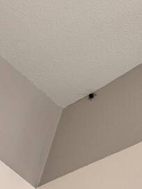 The unwanted visitor in the shower