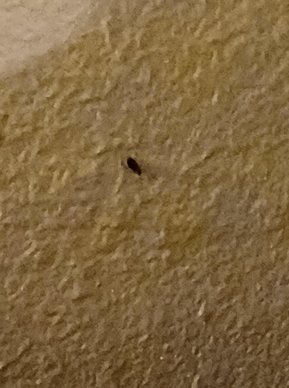 roaches 