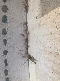 Weeds around private pool