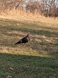 This is what you feel like when you get to branson!!