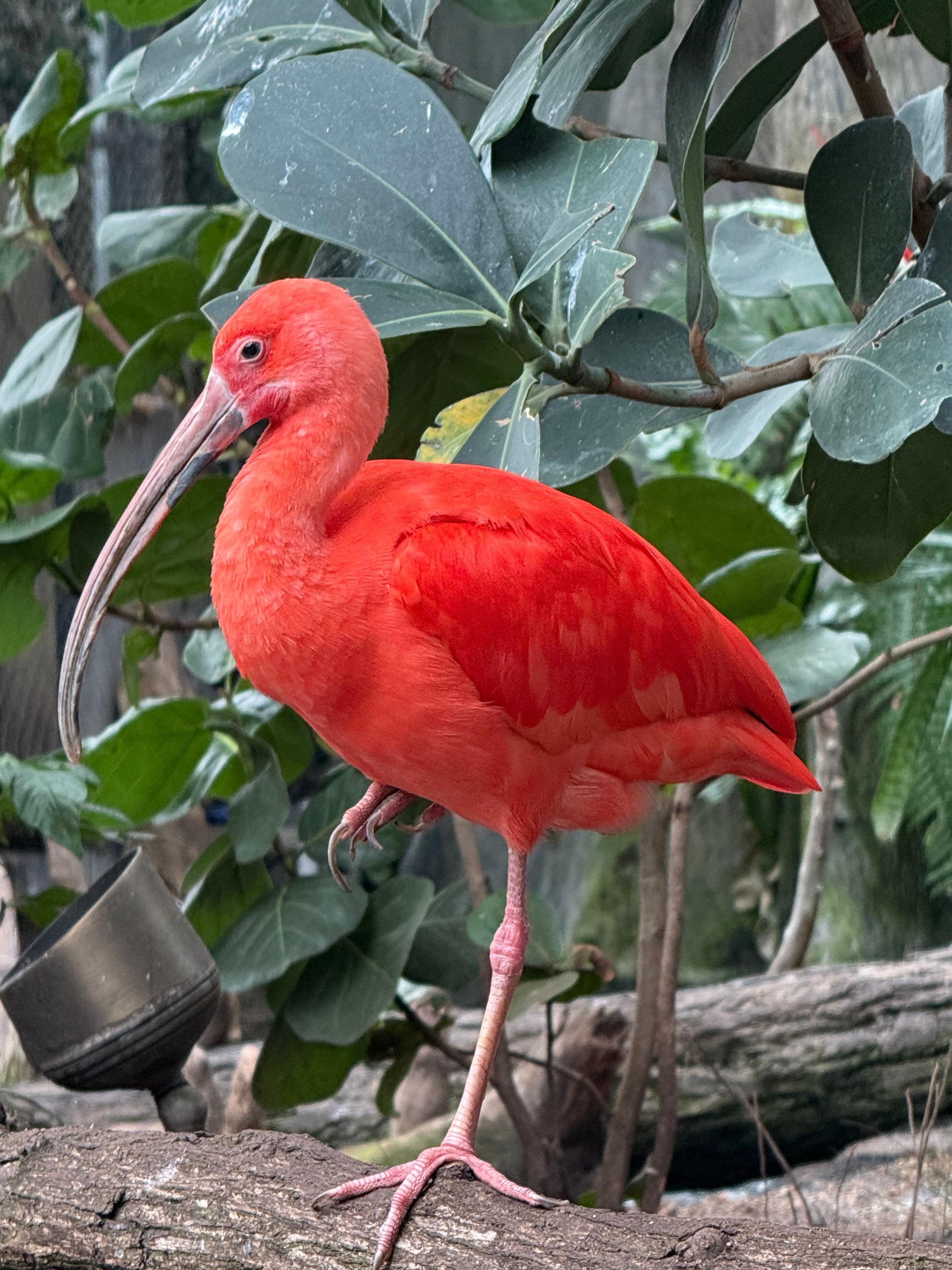 A flaming pink flamingo at the Florida Aquarium in Tampa