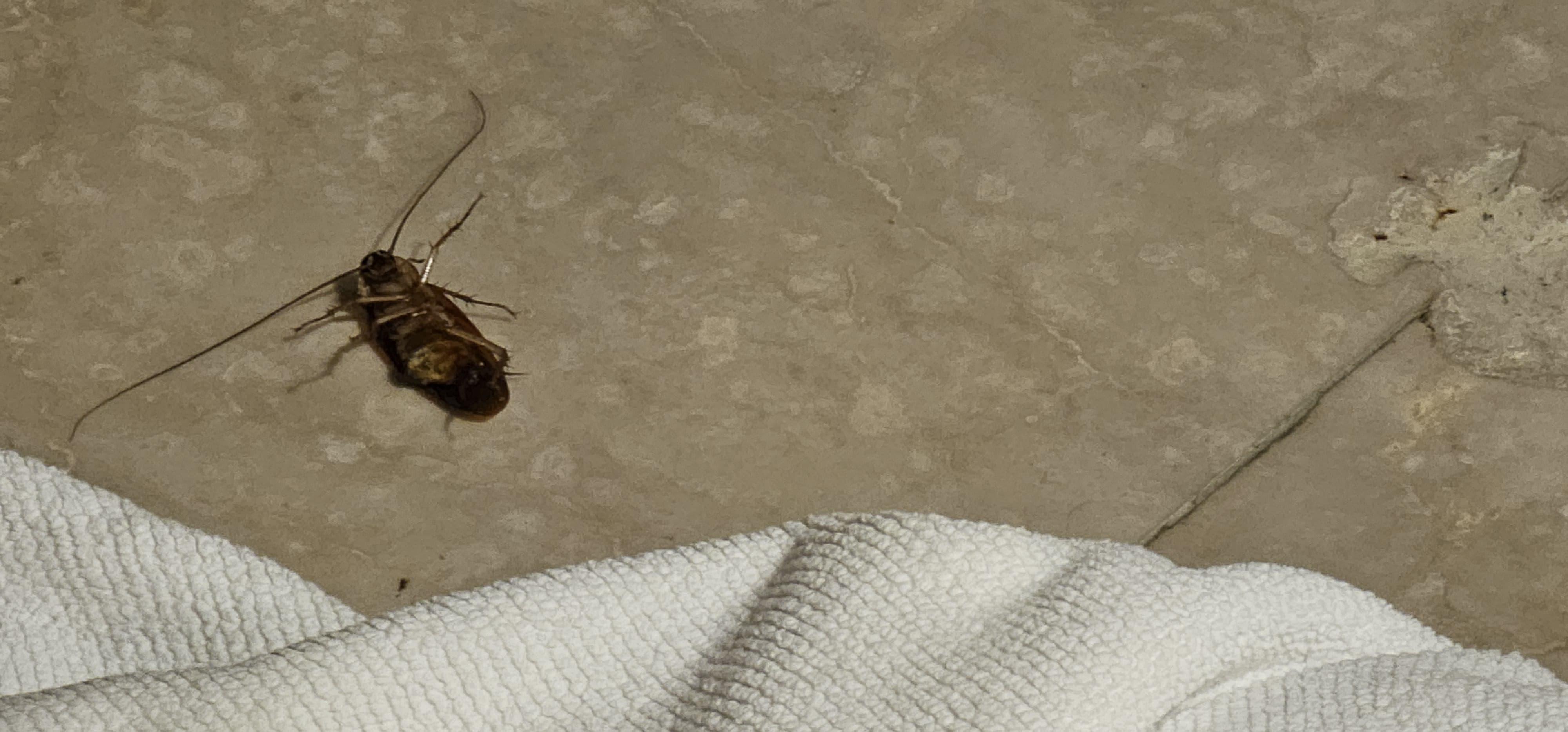 The friendly flying cockroach that i manage to kill after a few mins of chasing.