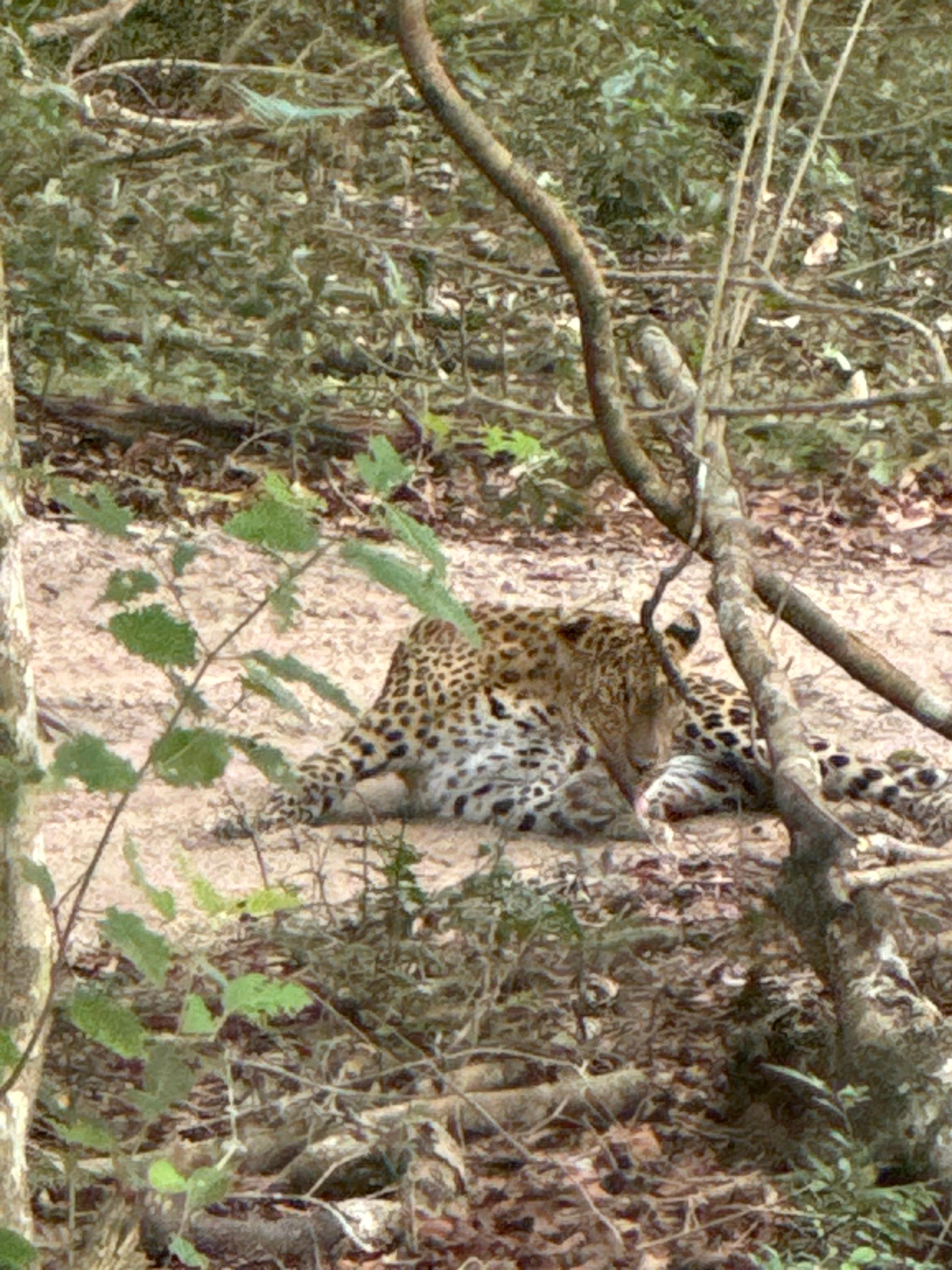 Daytime Safari