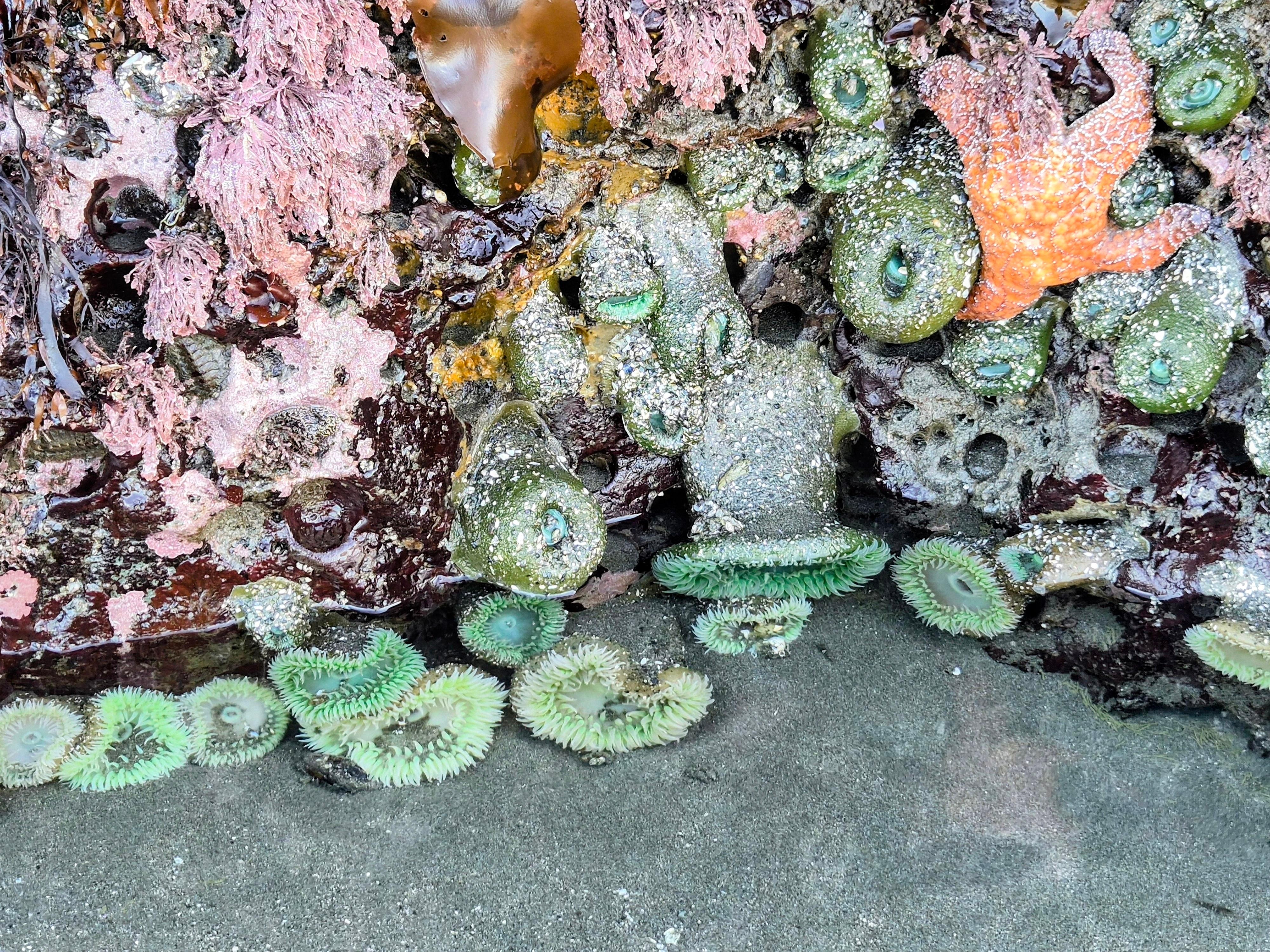 Morning tide pools on the beach. 