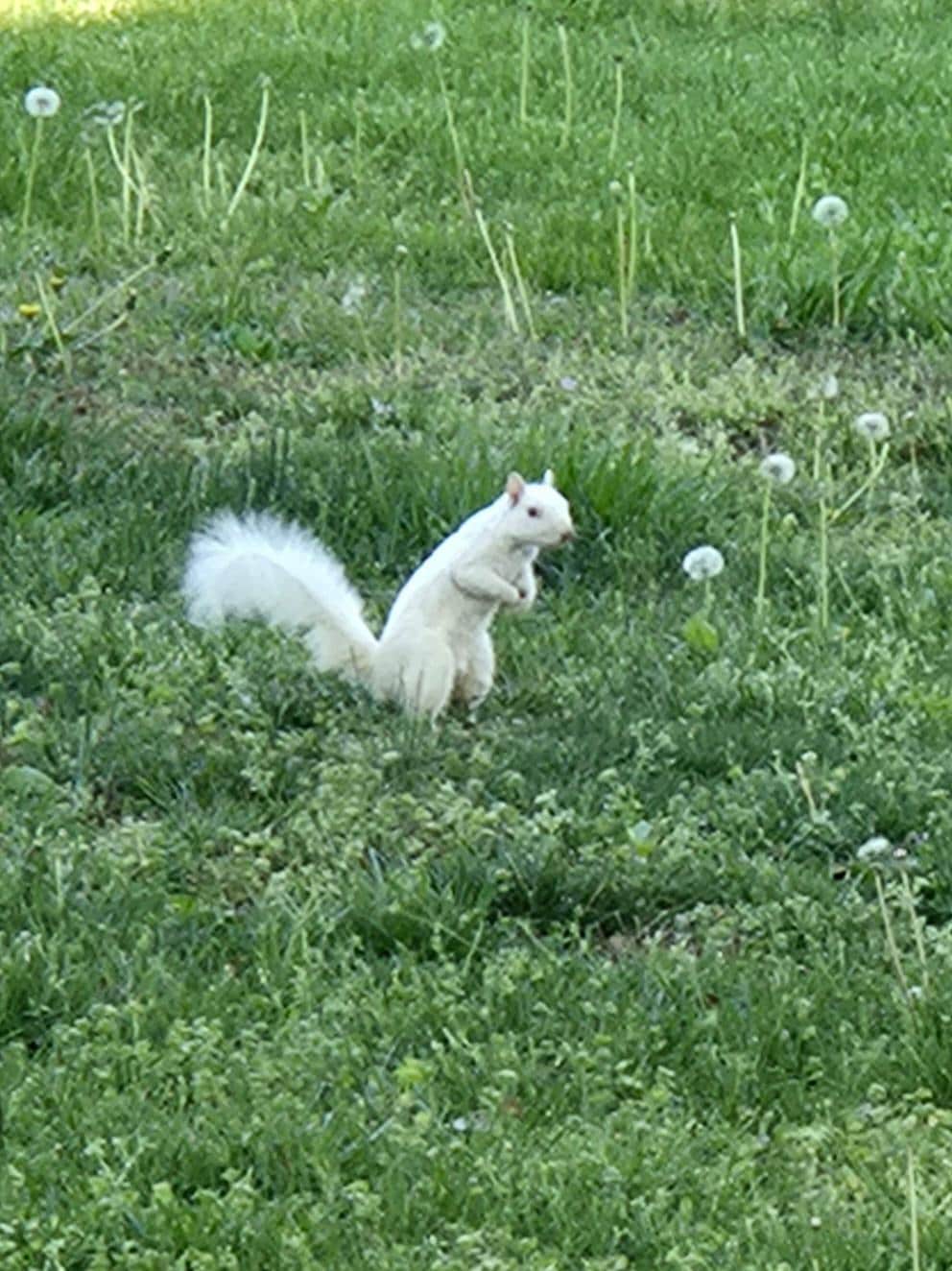 Home of the white squirrel 