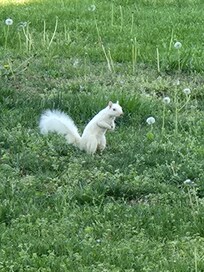 Home of the white squirrel