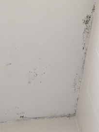 Mold in the bathroom