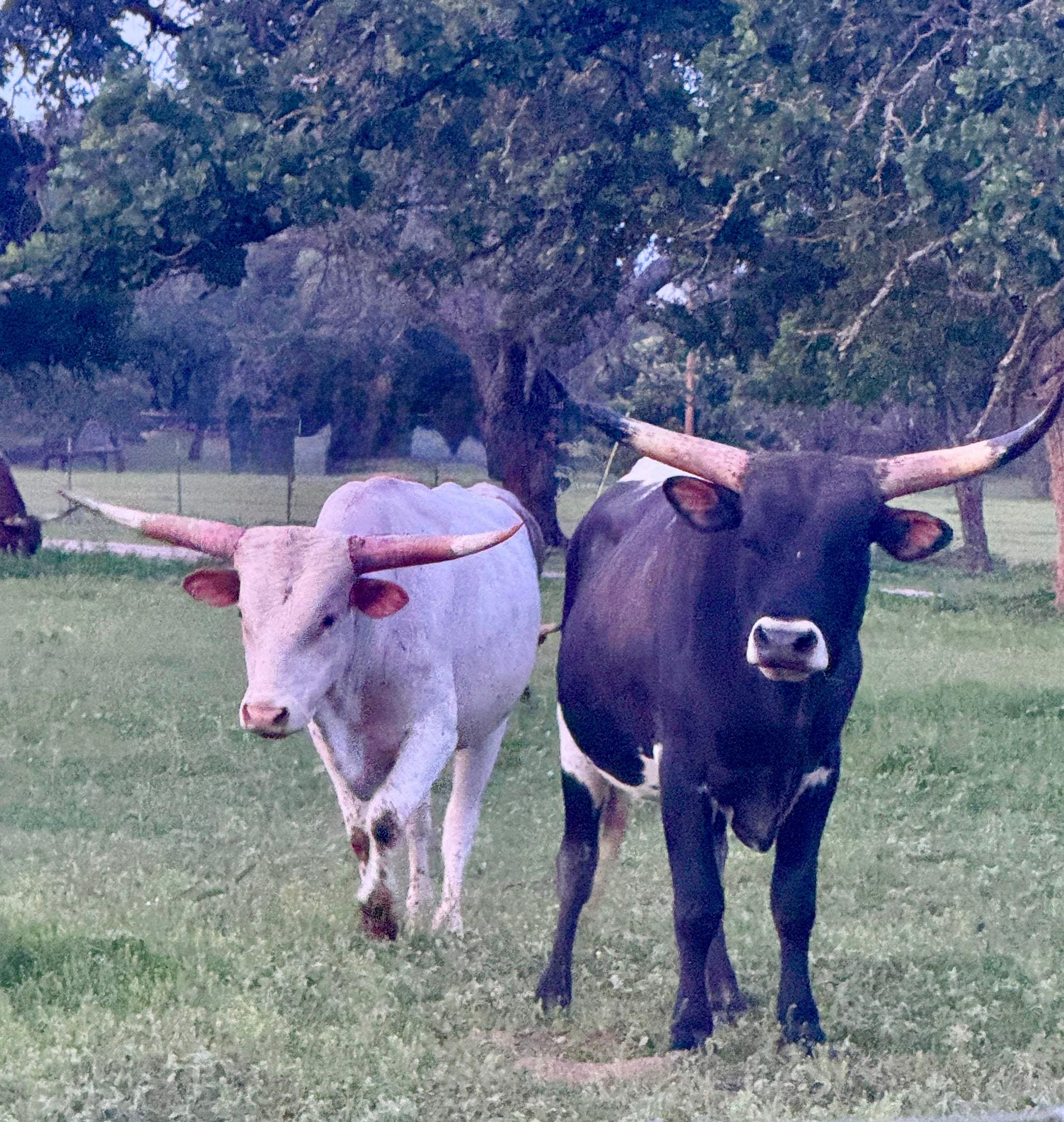 Down the road, a neighbor has several Longhorns.