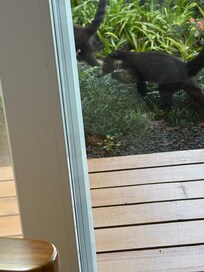 What a wonderful stay we had! Food was amazing and everyone was very gracious! They even had a coati visit us a couple of times!