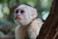 Monkey atthe national park