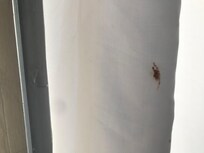 des araignées dans les rideaux