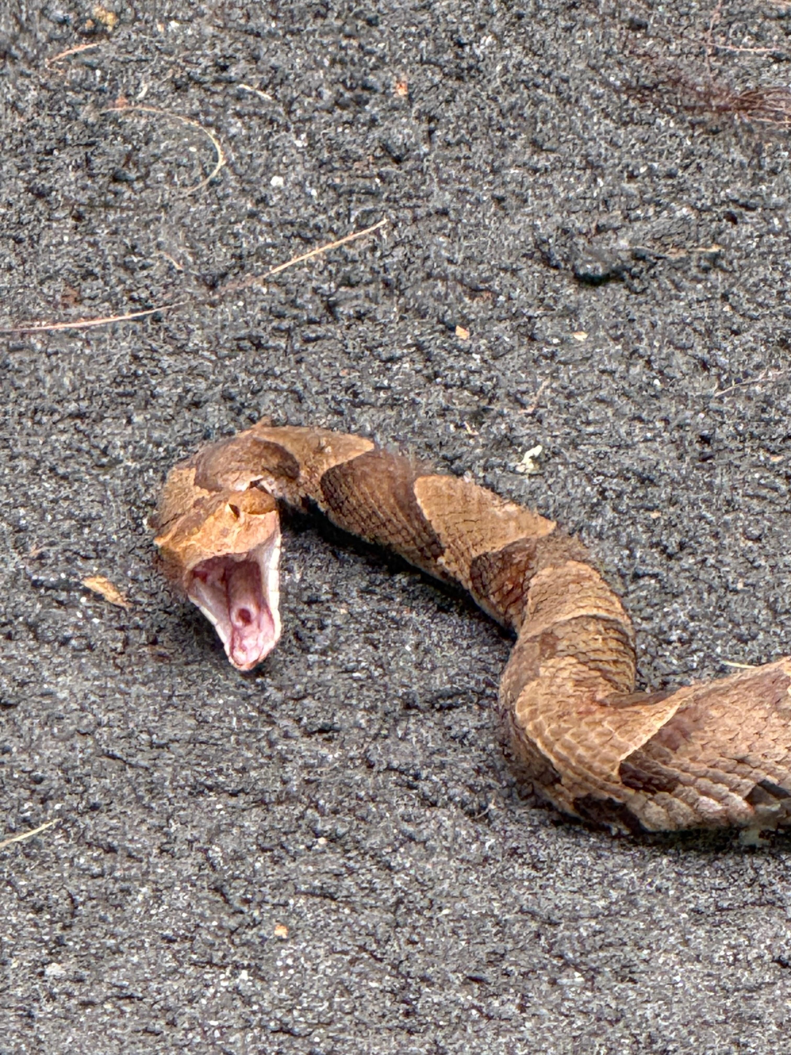 Copperhead snake in the driveway of the property