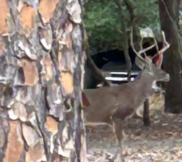 Fun to see wildlife on the property.