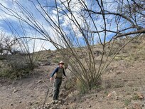 Giant ocotillo along
The AZ trail