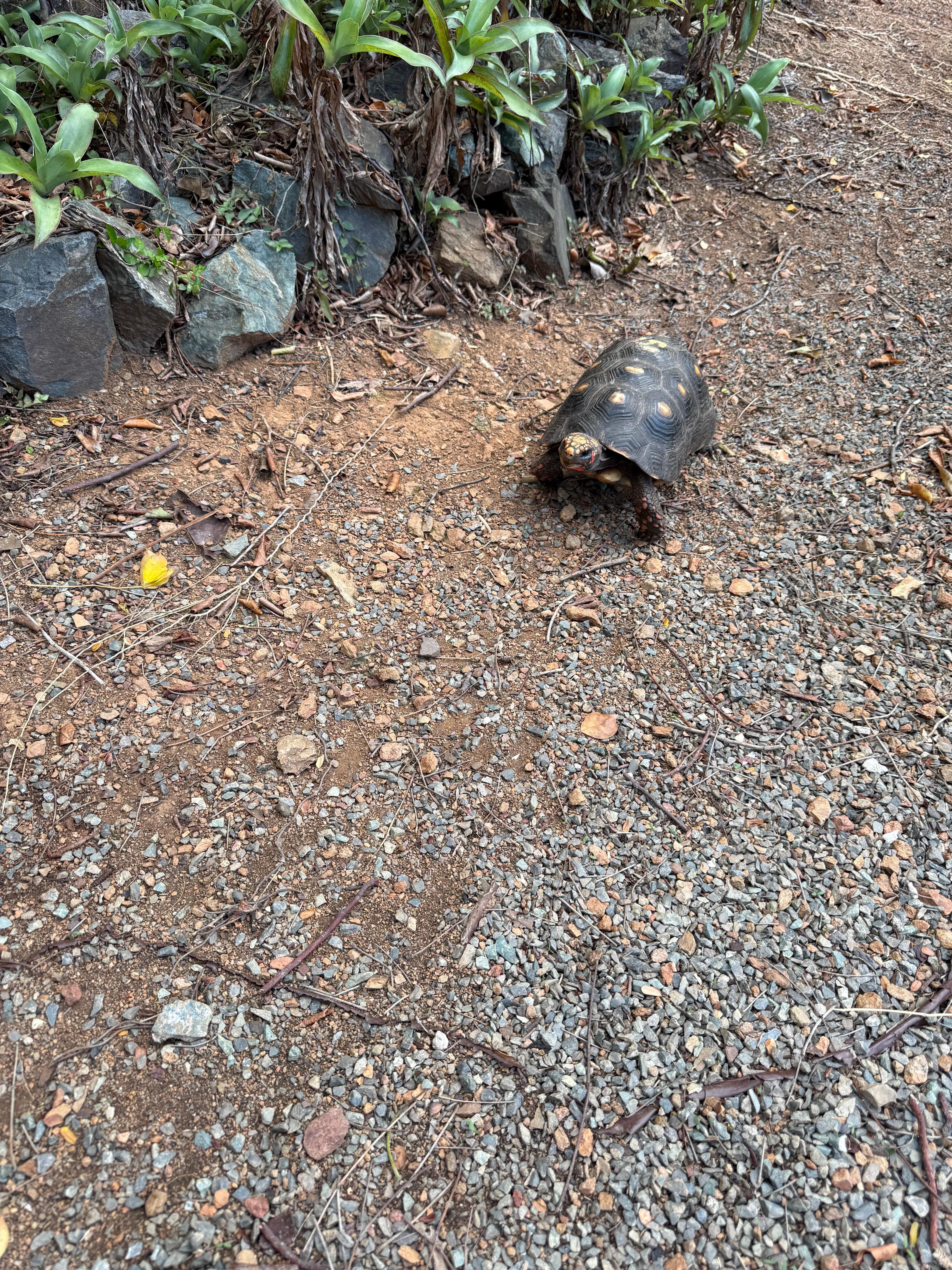 One of the turtles that June feeds every day