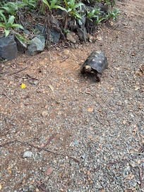 One of the turtles that June feeds every day