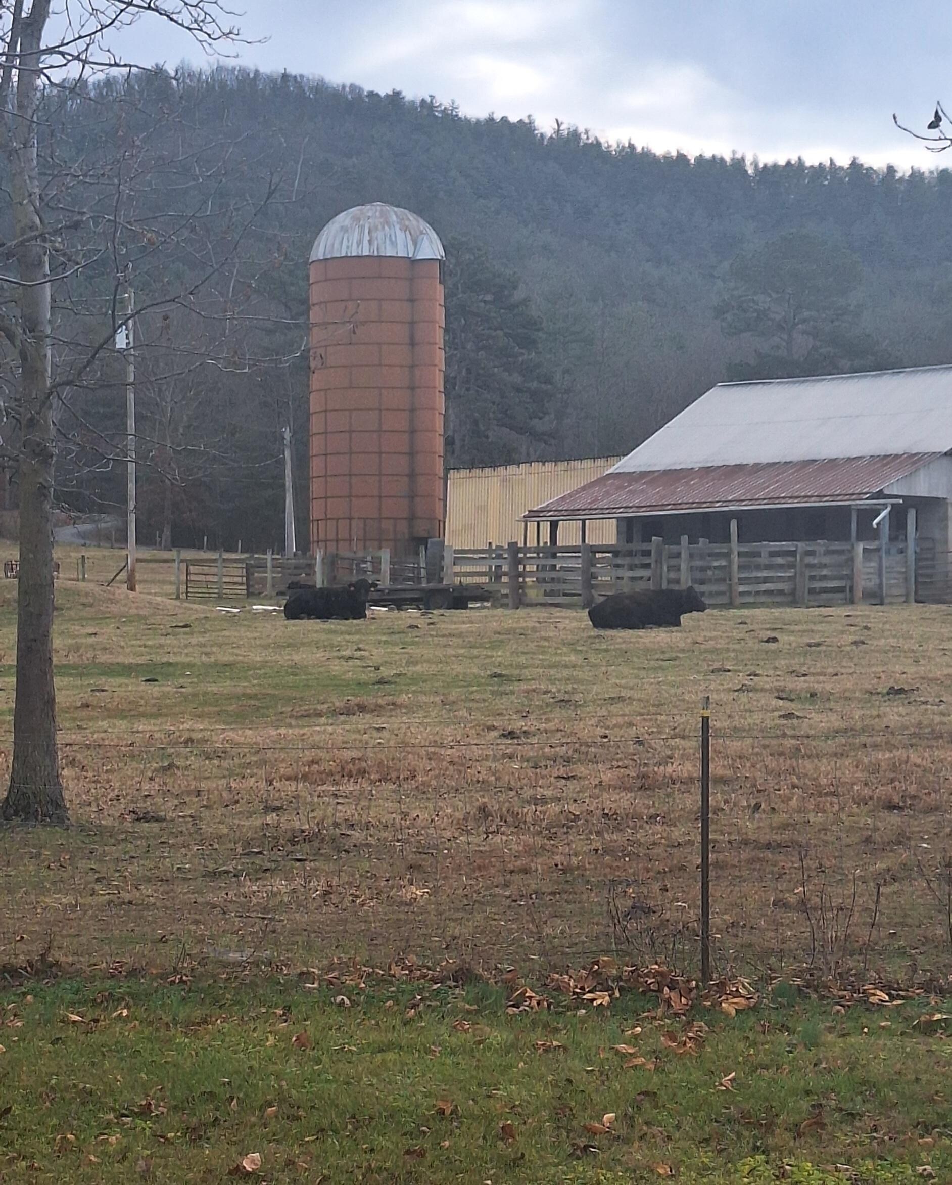 Outside the kitchen window.