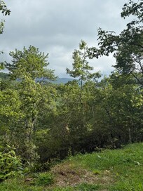 View from the fire pit.