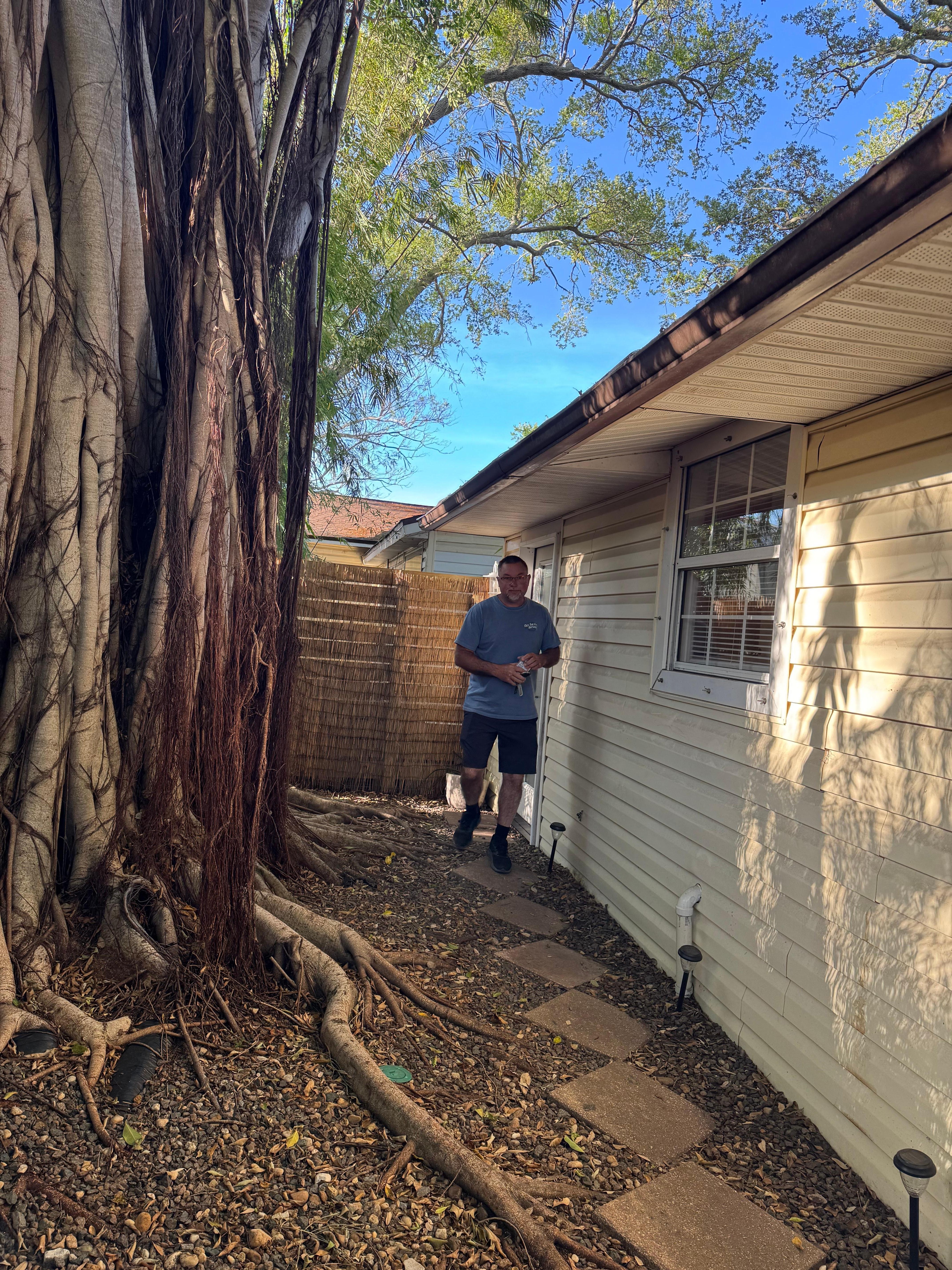 Beautiful tree in the yard